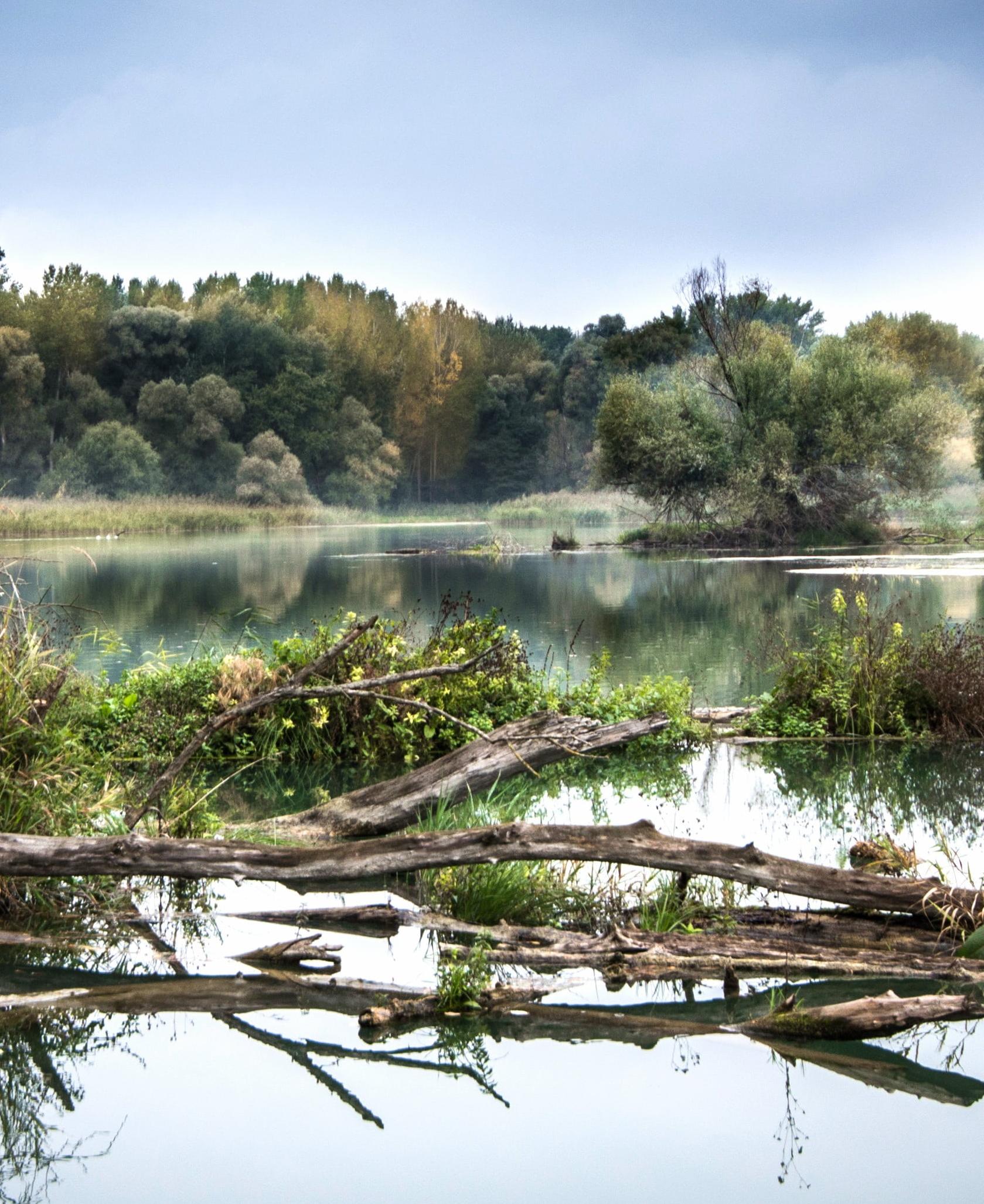 Ilustračná fotka lužného lesa z povodia Dunaja na Slovensku, CC0 licencia.